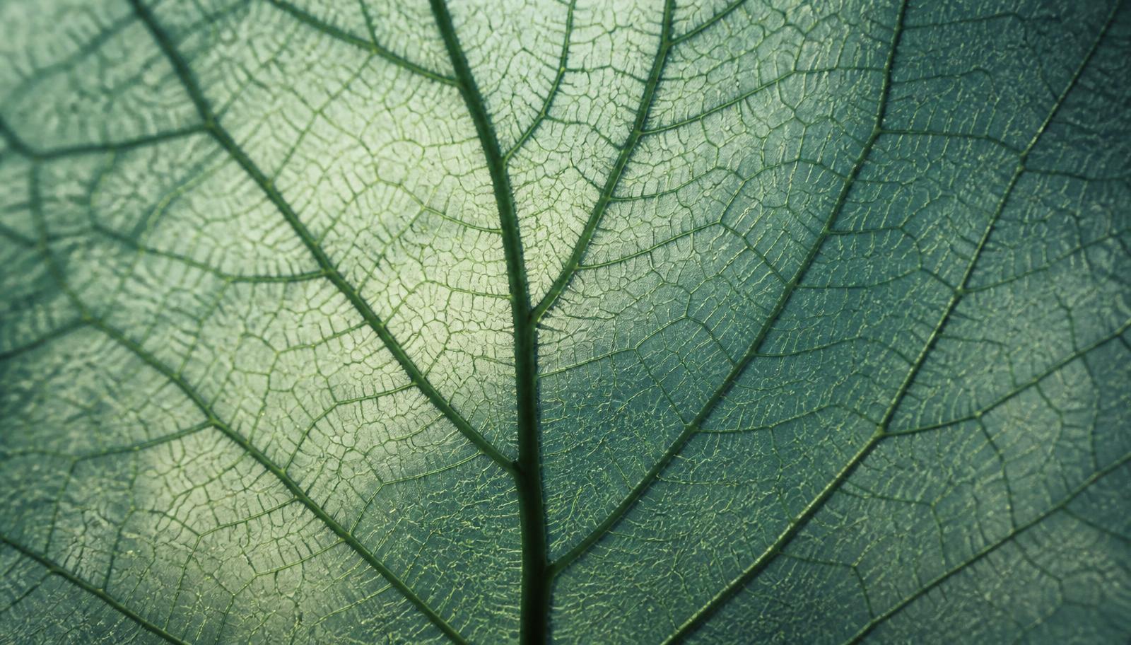 The vein network of a single leaf, backlit